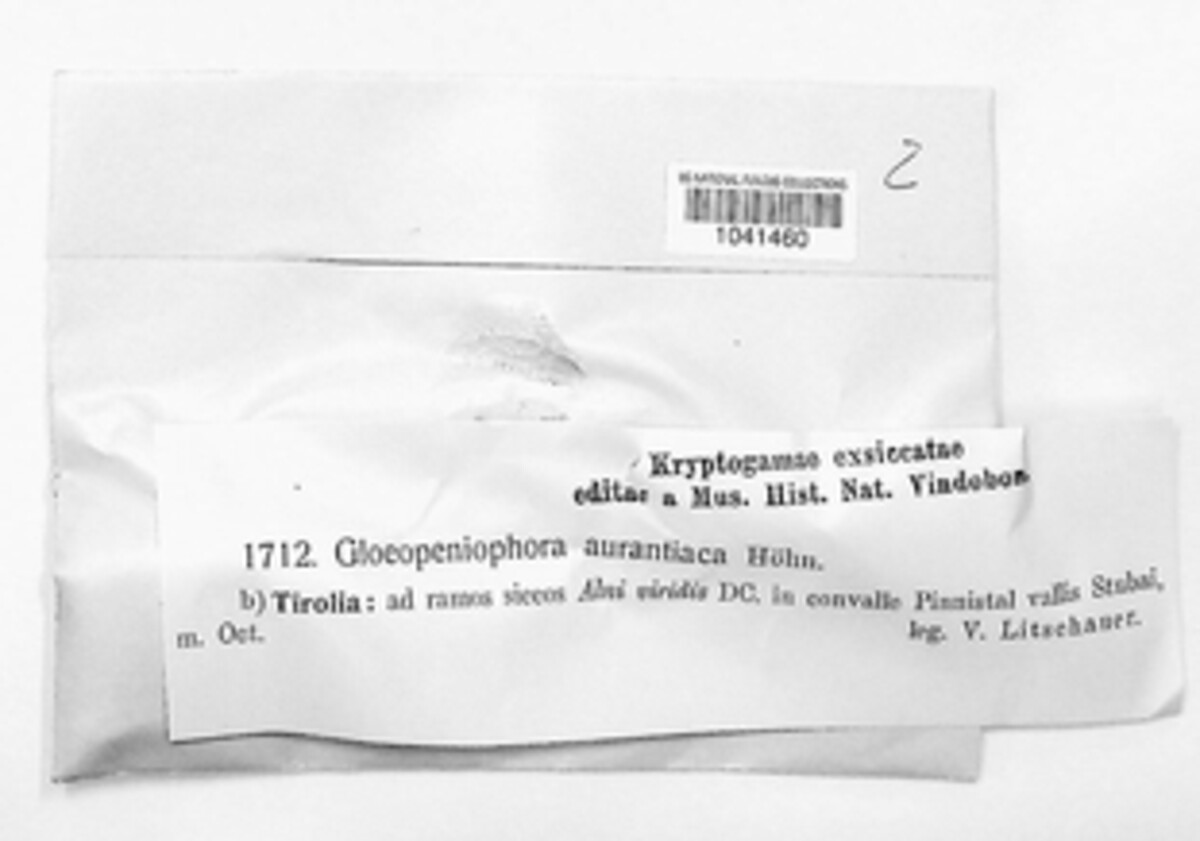 Peniophora aurantiaca image